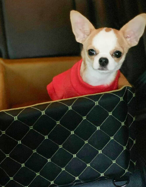 Car seat for a dog puppy, a hammock for a dog, a chair for a puppy in a car For traveling Auto hammock for a mini dog, a carrier for a puppy