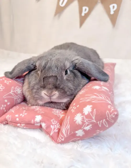 Bunny Bed | Bunny Lounger Pillow | Bunny Flop Bed